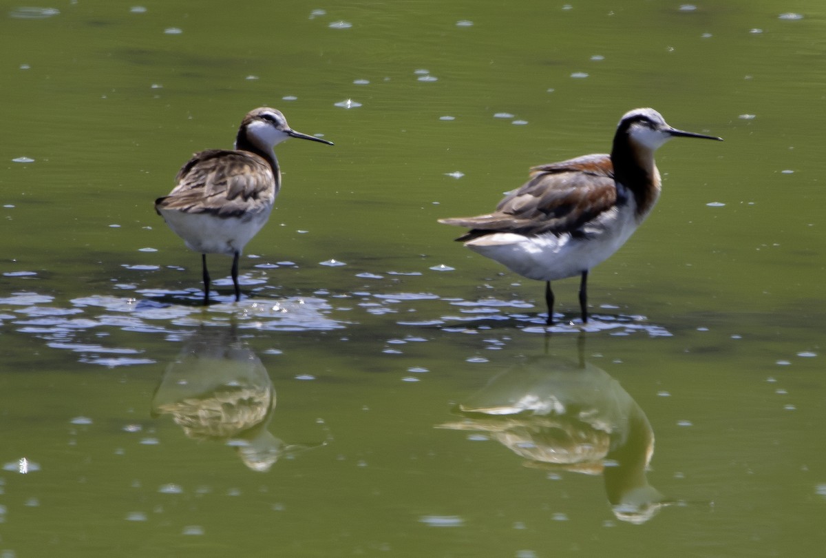 hvithalesvømmesnipe - ML620717574