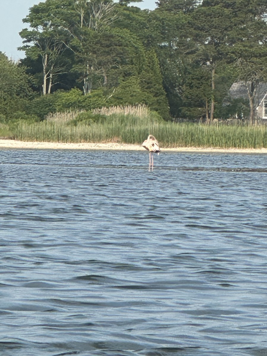 American Flamingo - ML620717577