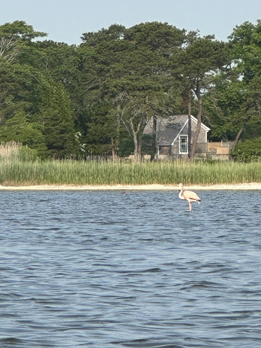 American Flamingo - Patrick  Dechon