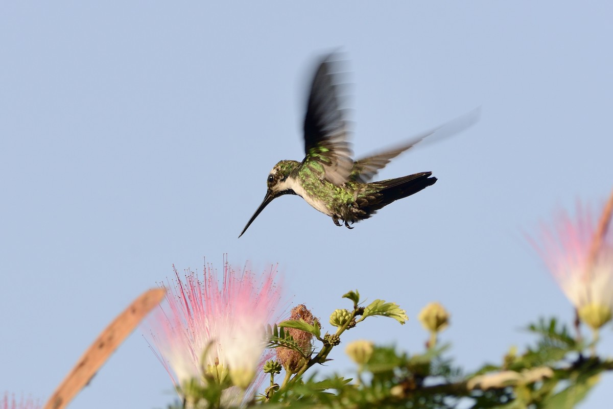 Black-throated Mango - ML620717580