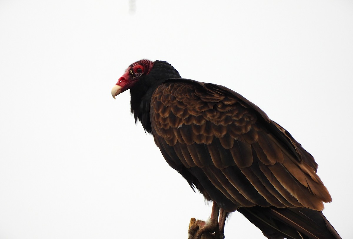 Turkey Vulture - ML620717581