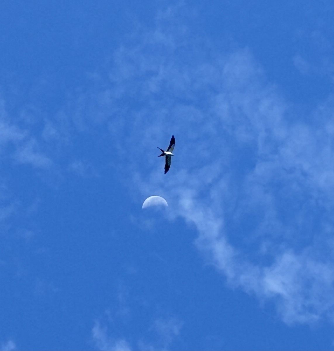 Swallow-tailed Kite - ML620717583