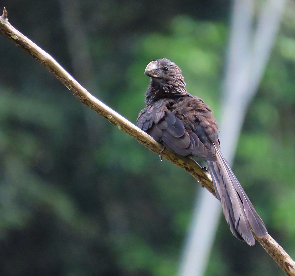 Smooth-billed Ani - ML620717584