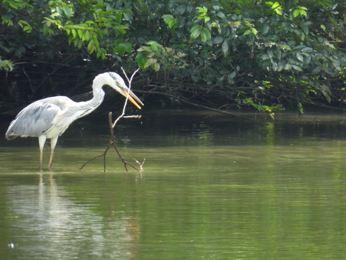 Gray Heron - ML620717589