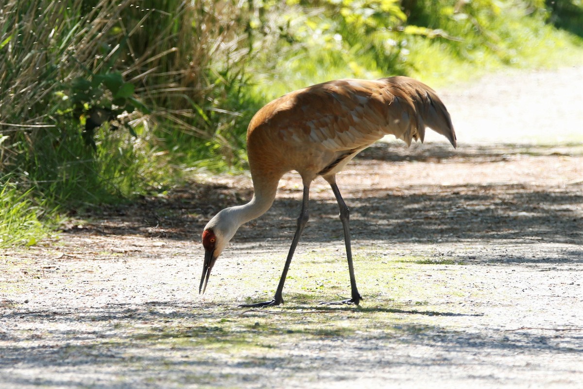 Sandhill Crane - ML620717590