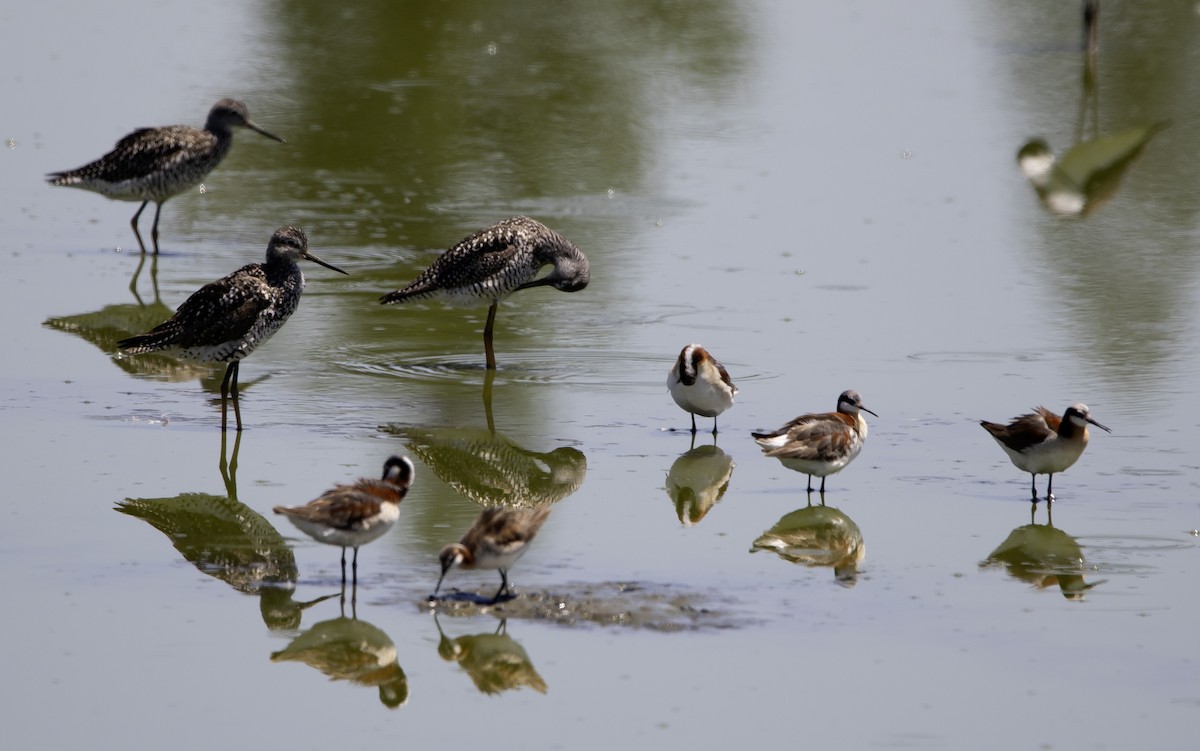 Greater Yellowlegs - ML620717595