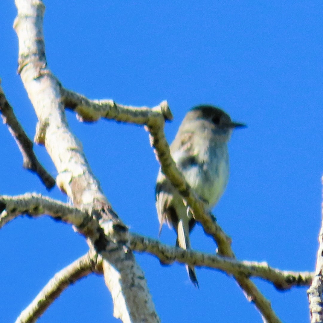 Dusky Flycatcher - Natalie Tanner