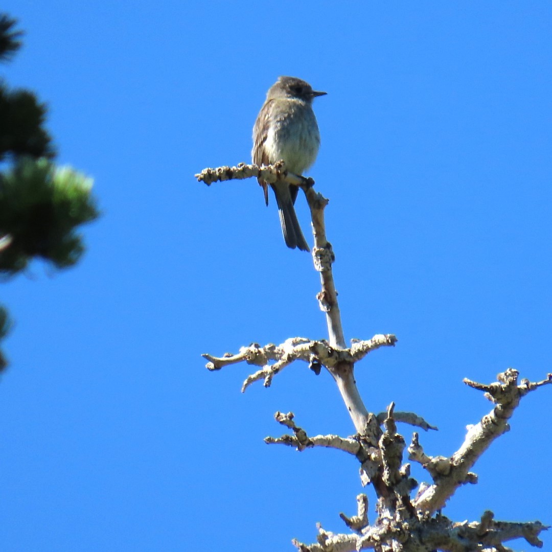 Dusky Flycatcher - ML620717598