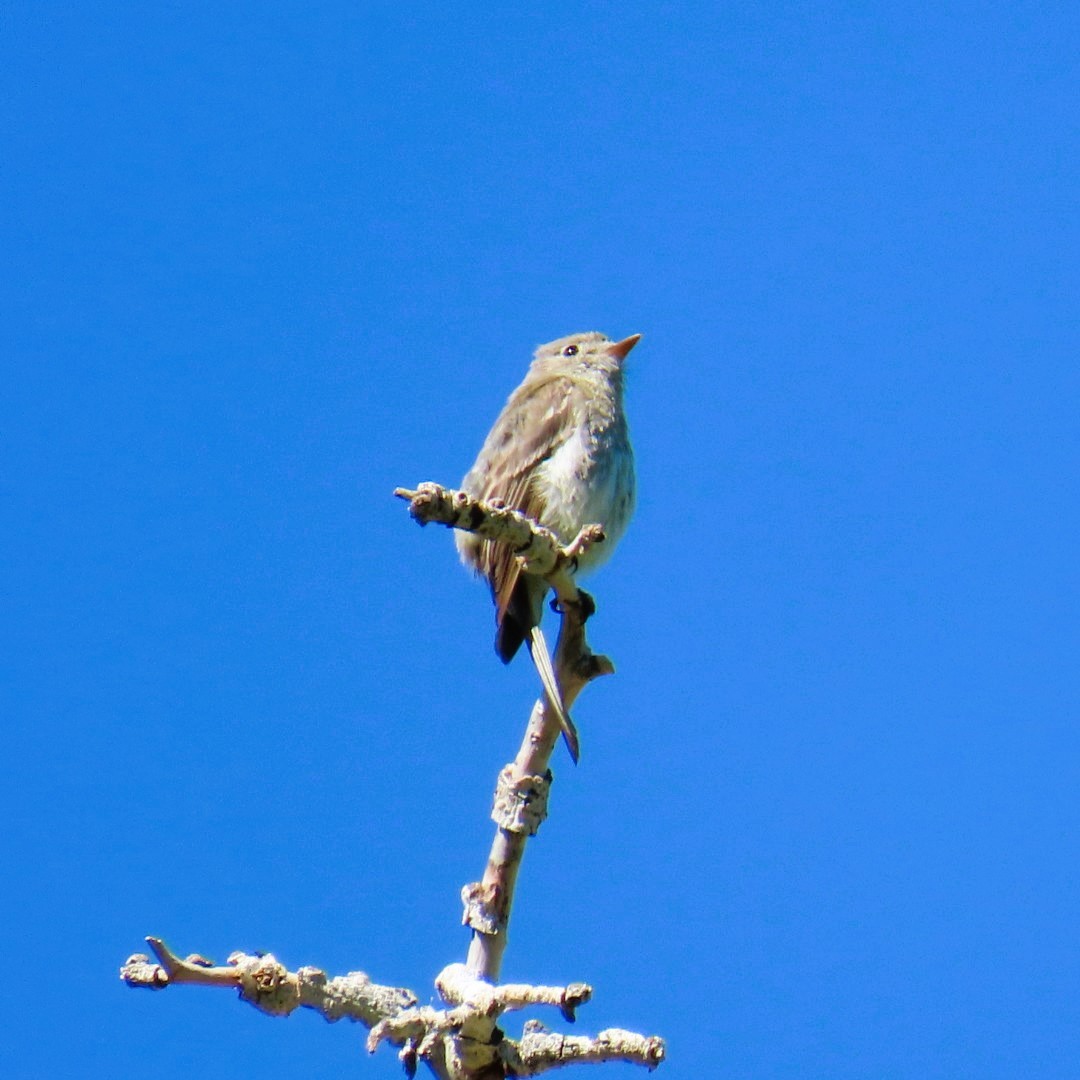 Dusky Flycatcher - ML620717599