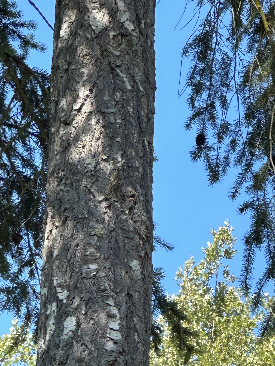 Brown Creeper - ML620717602