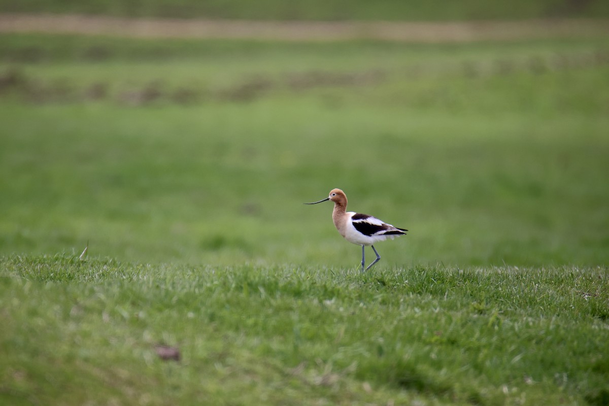 Avoceta Americana - ML620717605