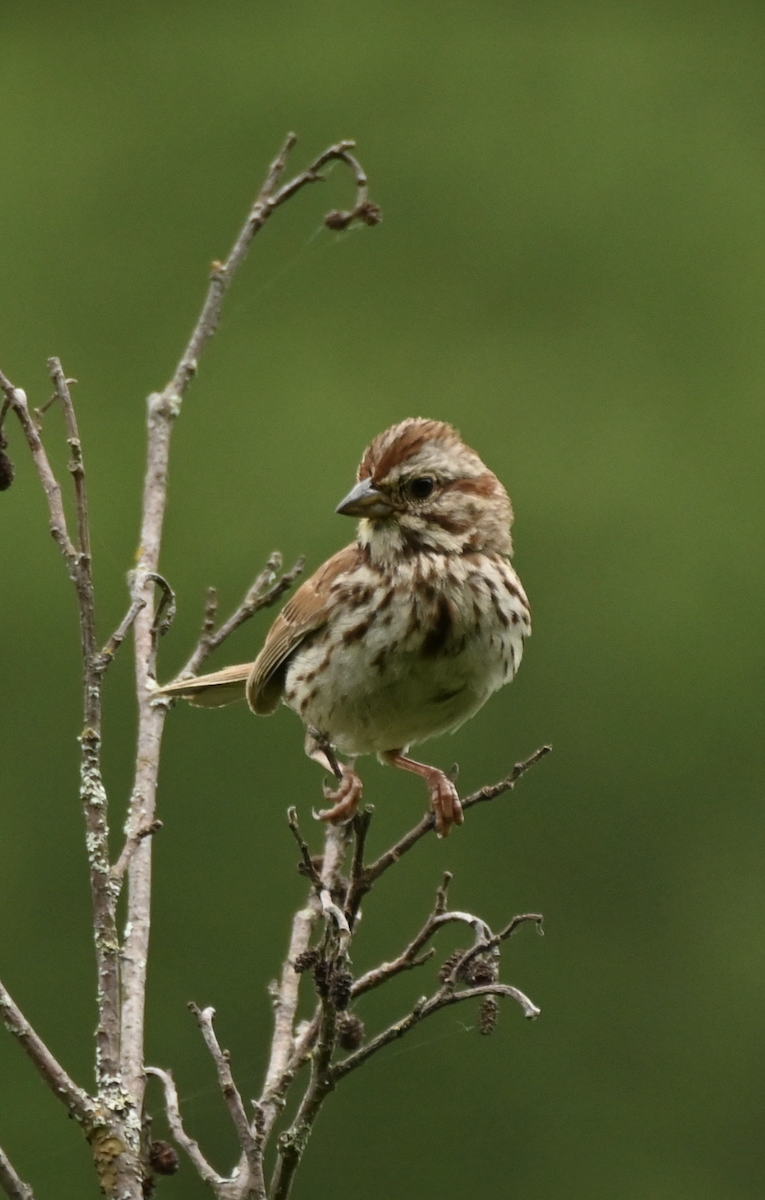 Song Sparrow - ML620717609