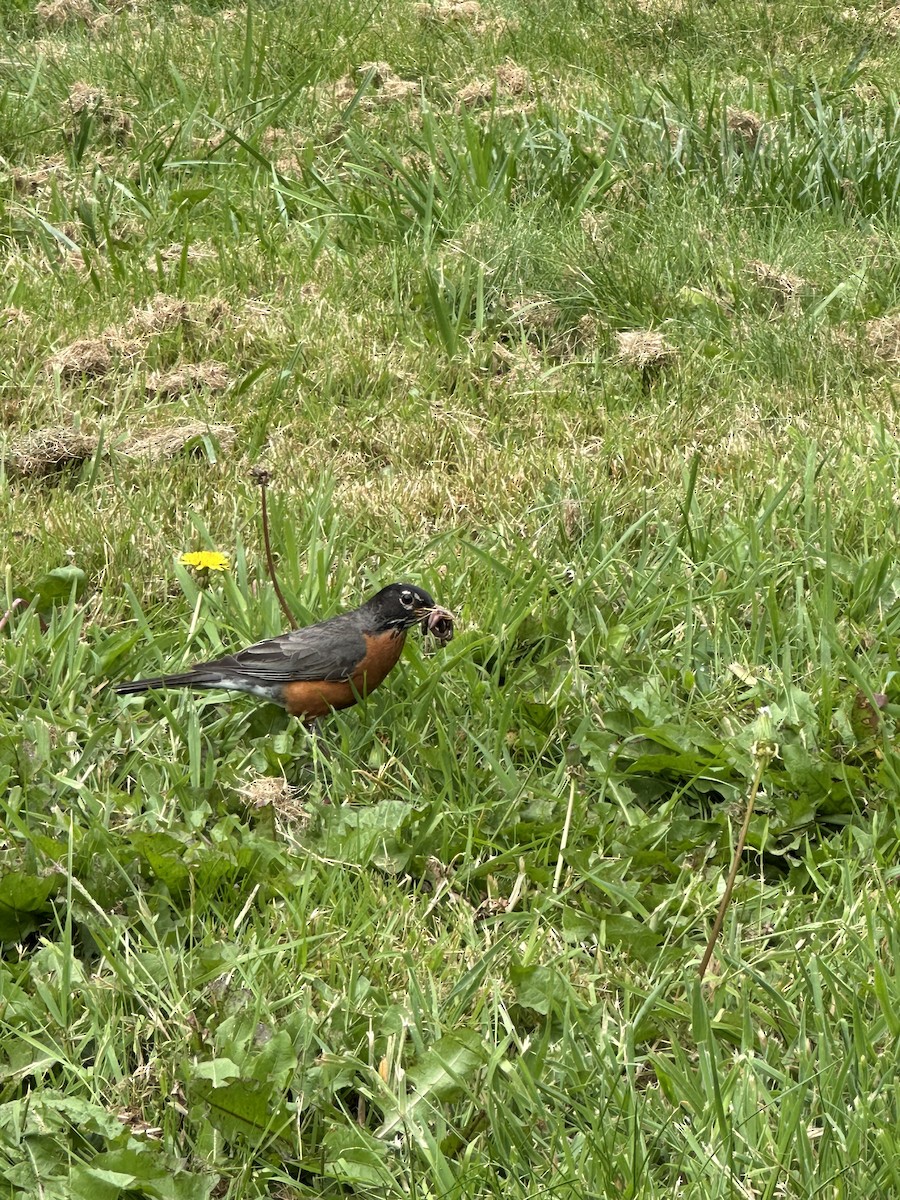 American Robin - ML620717612