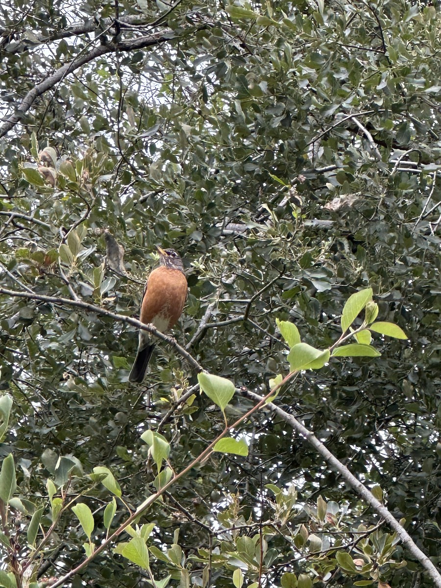 American Robin - ML620717613