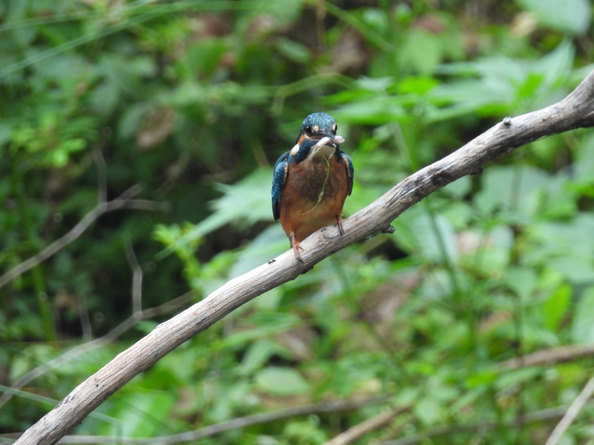 Common Kingfisher - ML620717614