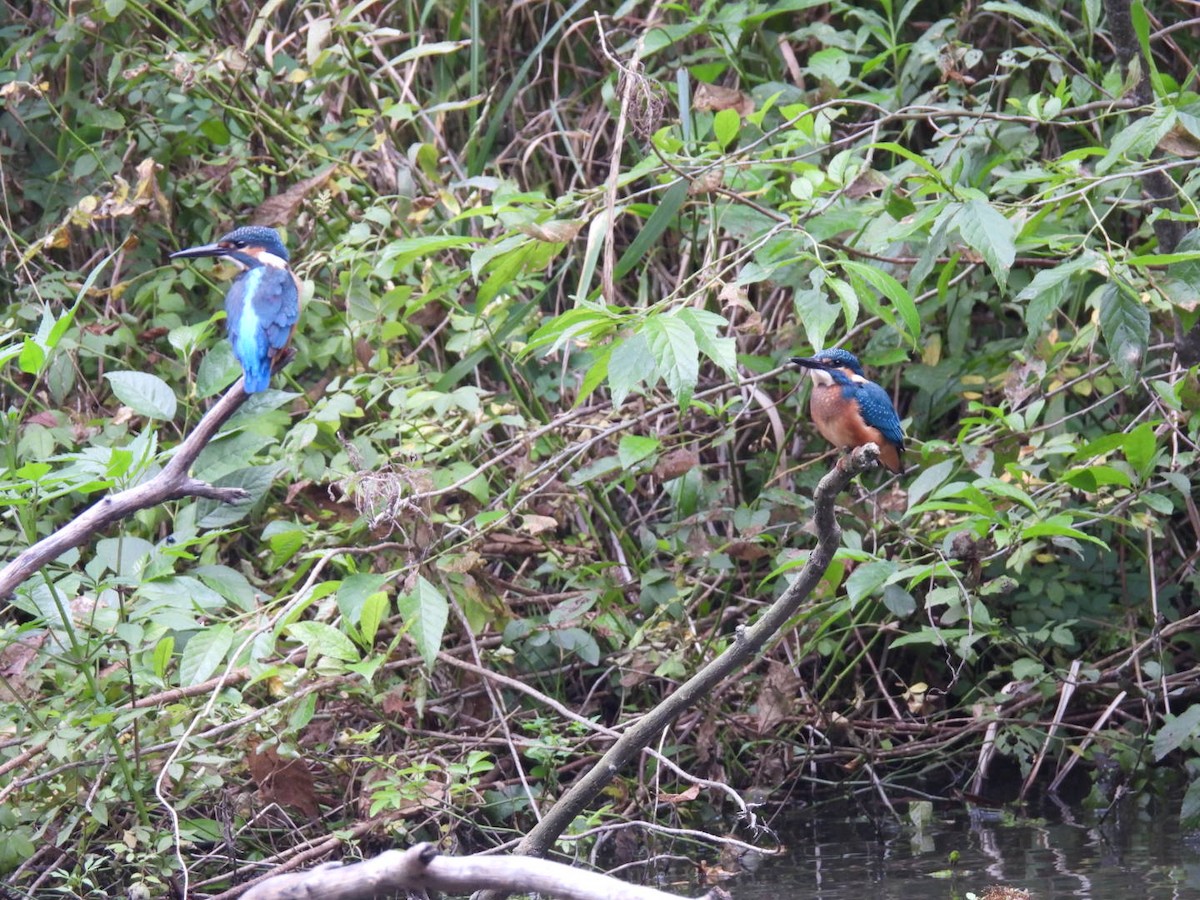 Common Kingfisher - ML620717615