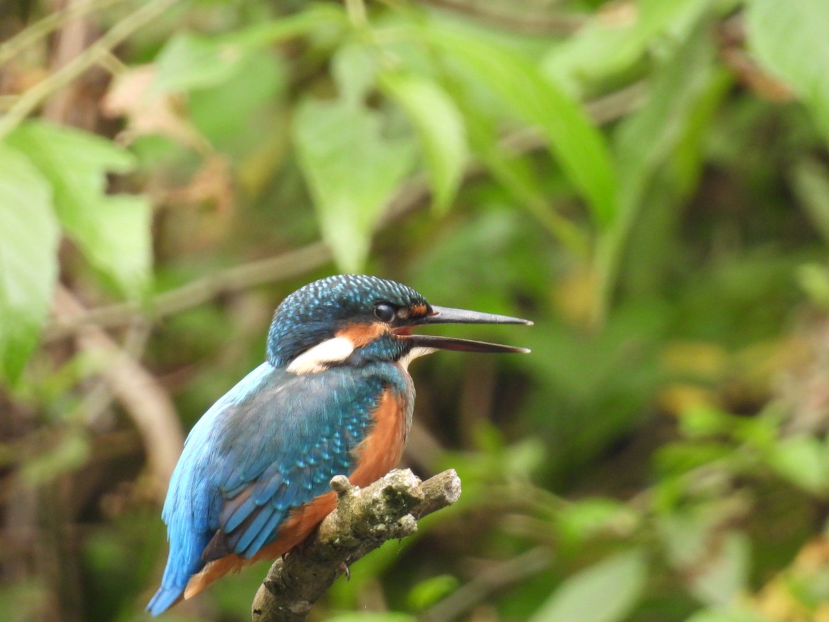 Common Kingfisher - ML620717616