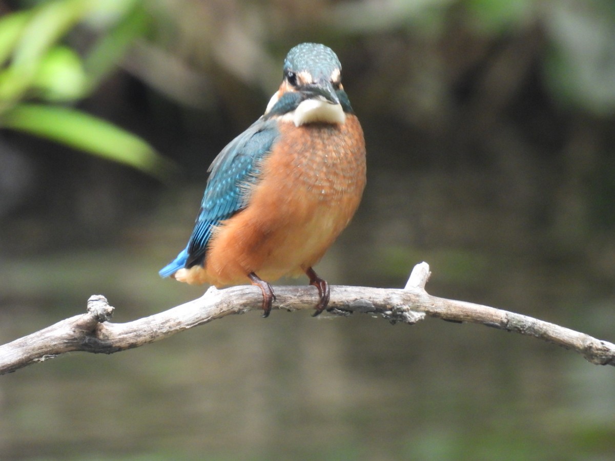 Common Kingfisher - ML620717618