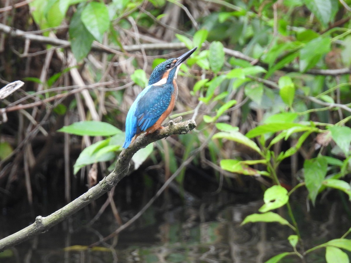 Martin-pêcheur d'Europe - ML620717621