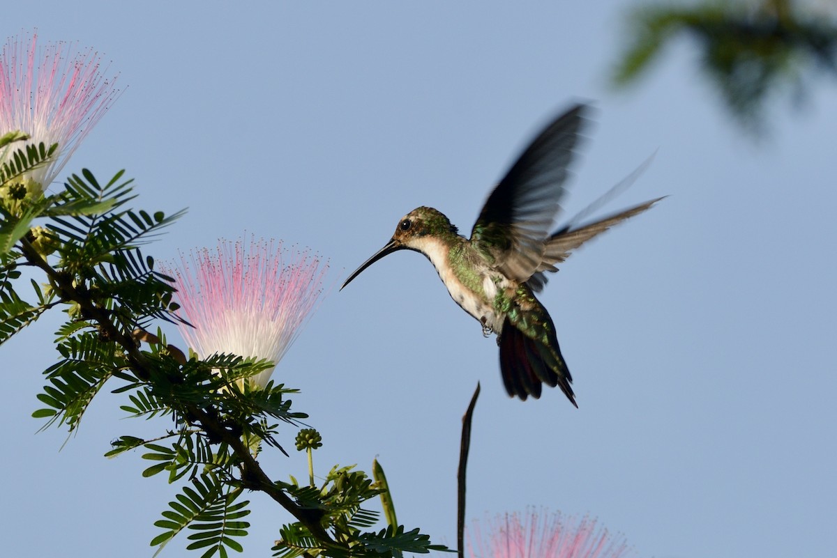 Black-throated Mango - jianping dong