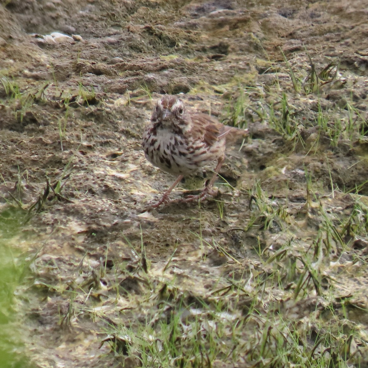 Song Sparrow - ML620717629