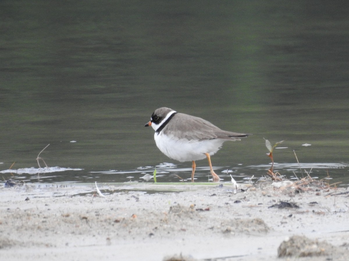 Semipalmated Plover - ML620717632