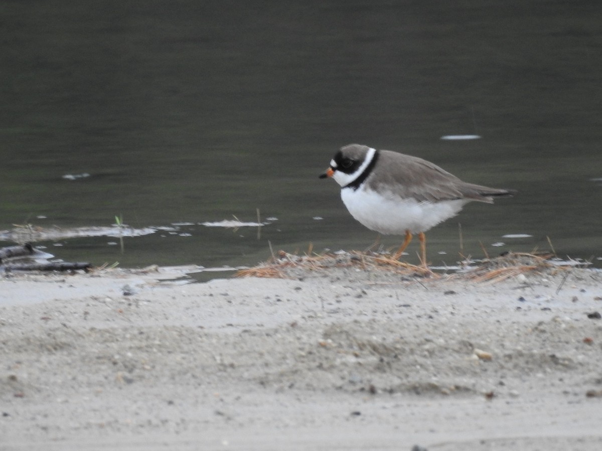 Semipalmated Plover - ML620717633