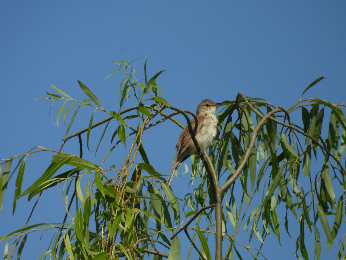 Oriental Reed Warbler - Bret Okeson
