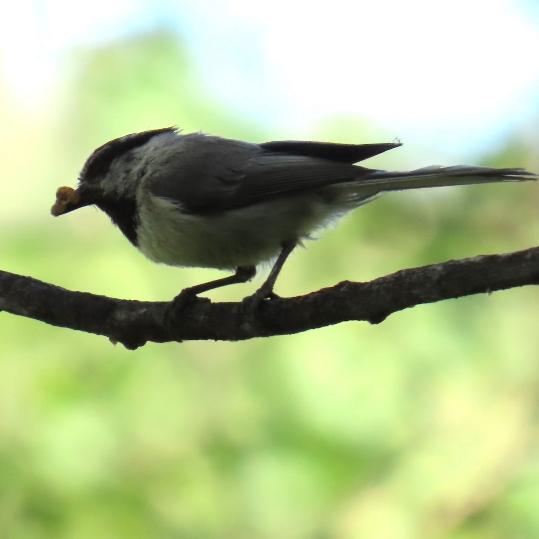 Mountain Chickadee - ML620717639