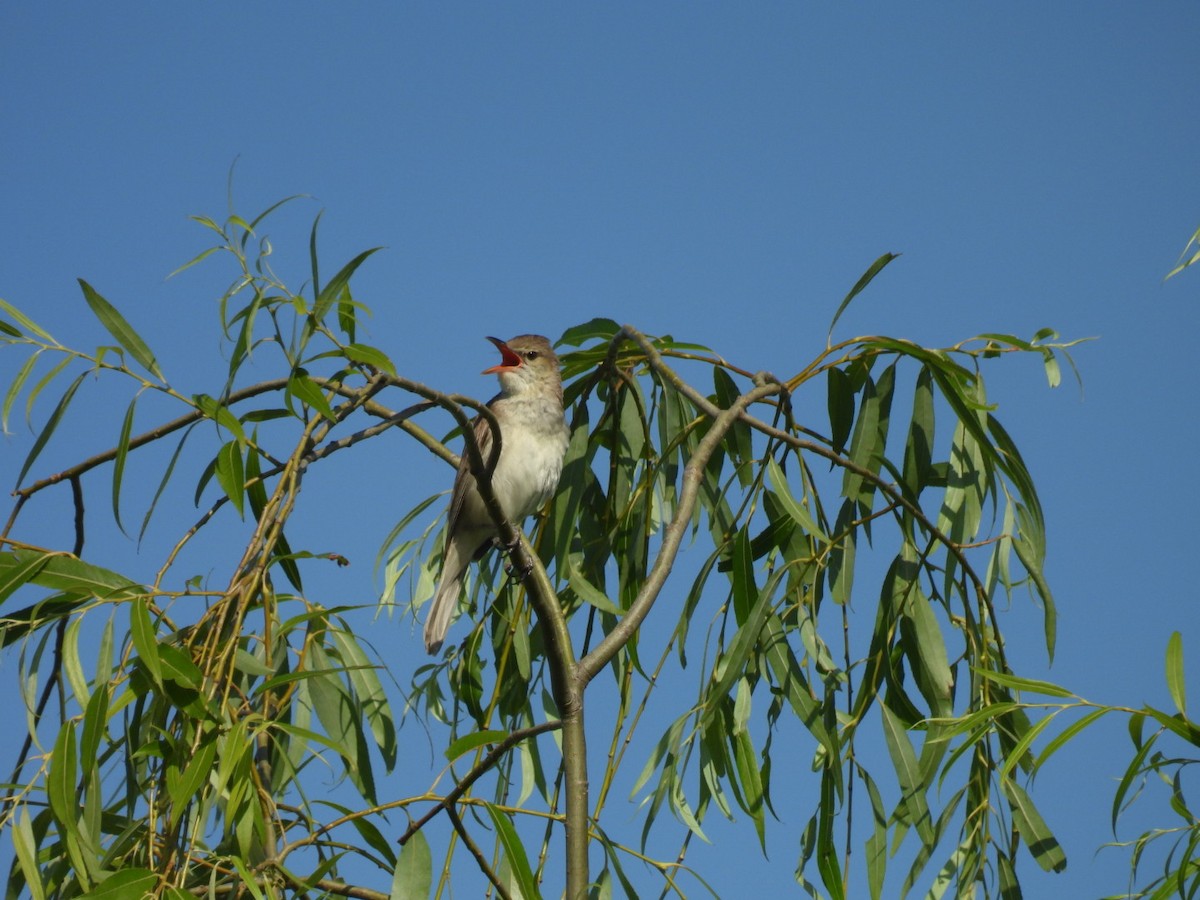 Oriental Reed Warbler - ML620717643