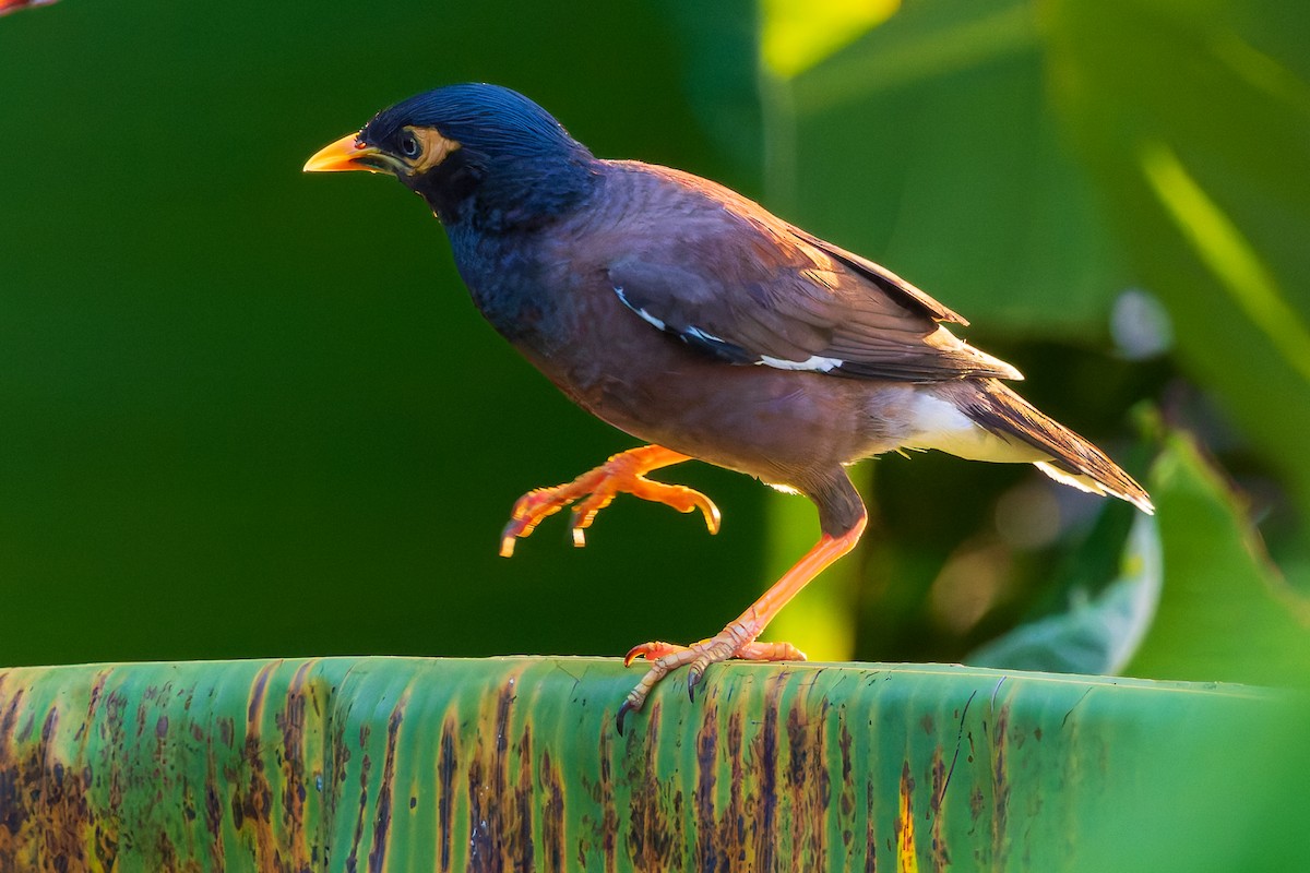 Common Myna - ML620717644