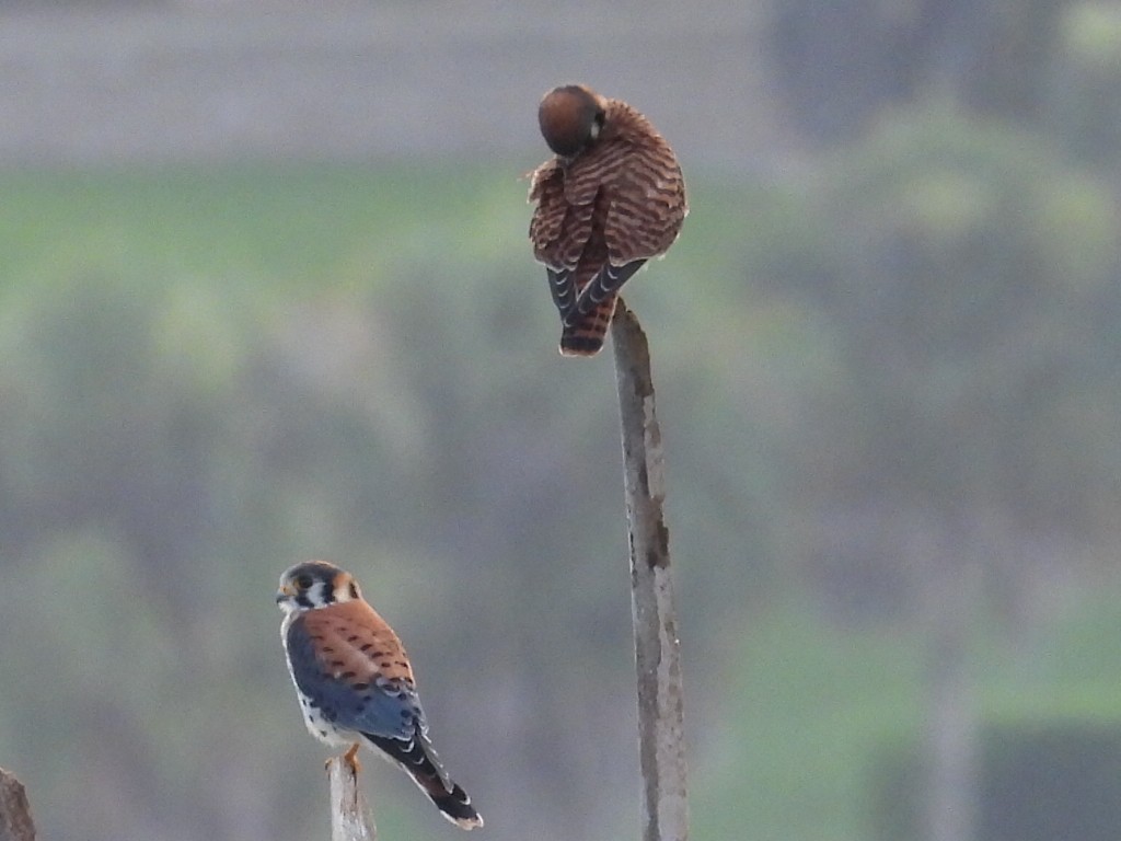 American Kestrel - ML620717646