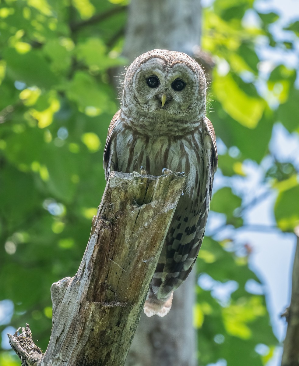 Barred Owl - ML620717651