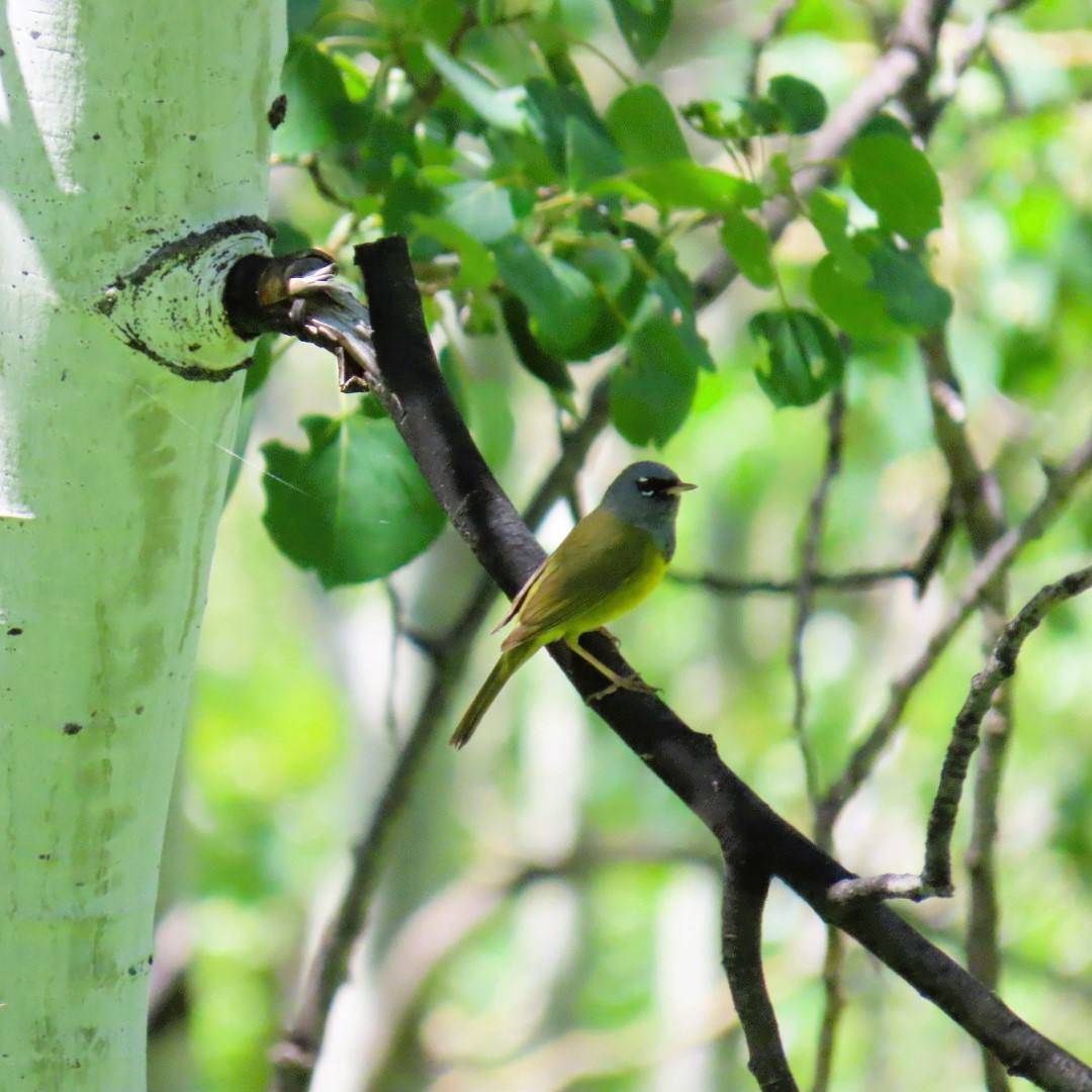 MacGillivray's Warbler - ML620717654