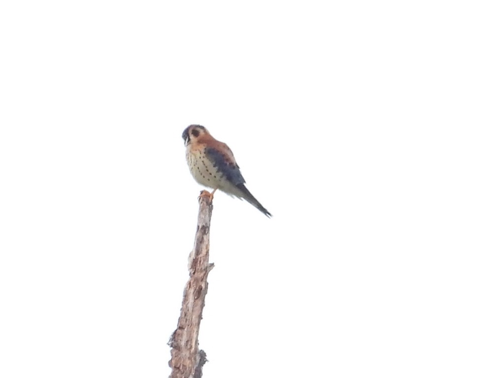 American Kestrel - ML620717656