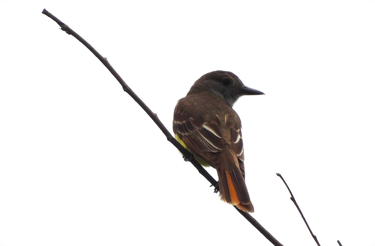 Great Crested Flycatcher - ML620717661