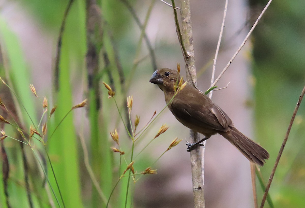 Chestnut-bellied Seed-Finch - ML620717663