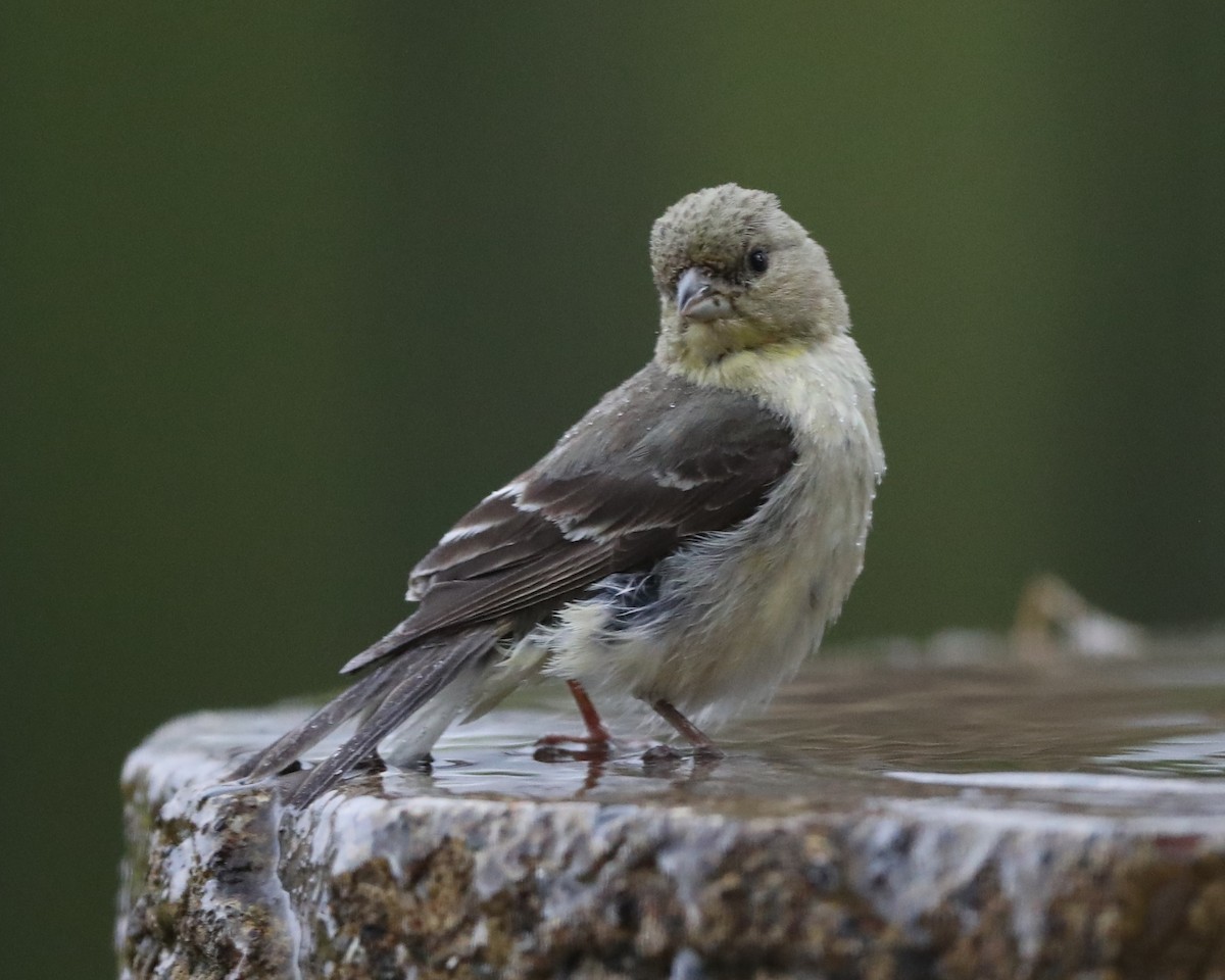 Lesser Goldfinch - ML620717666