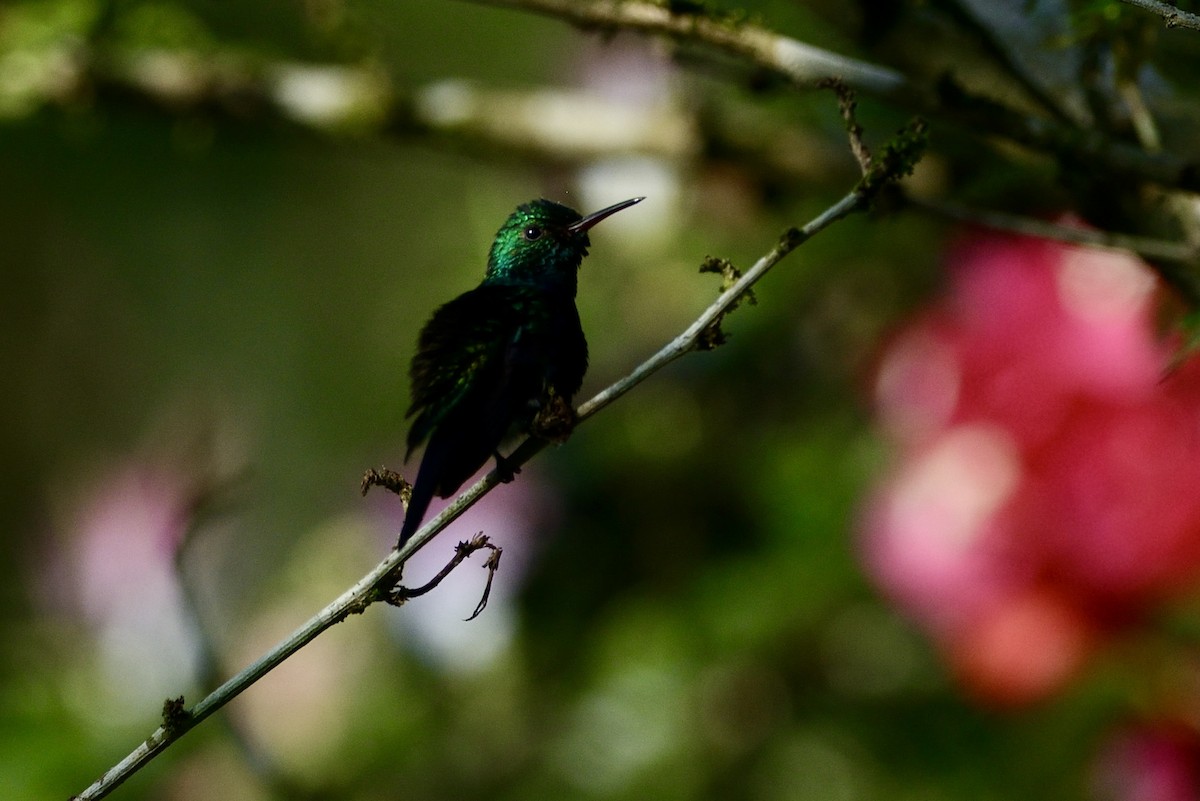 Violet-bellied Hummingbird - ML620717667