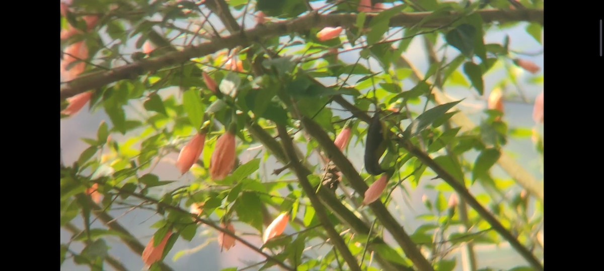 Lesser Goldfinch - ML620717669