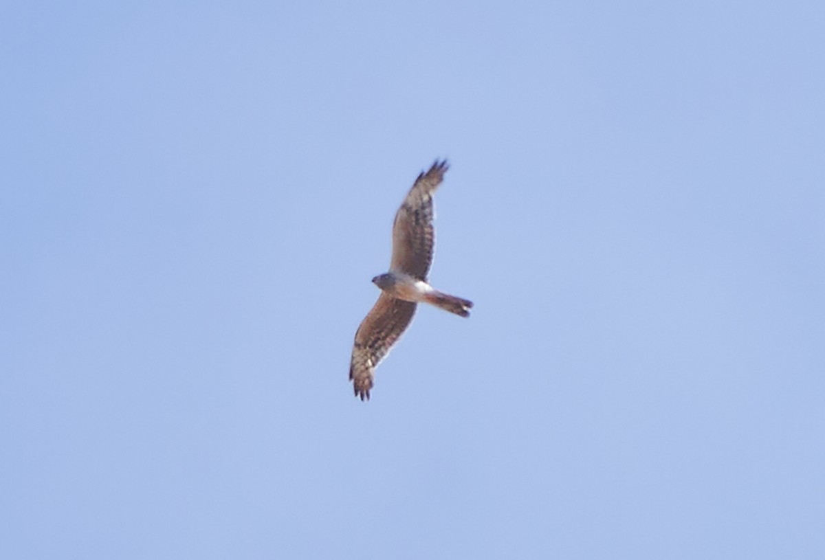 Montagu's Harrier - ML620717673