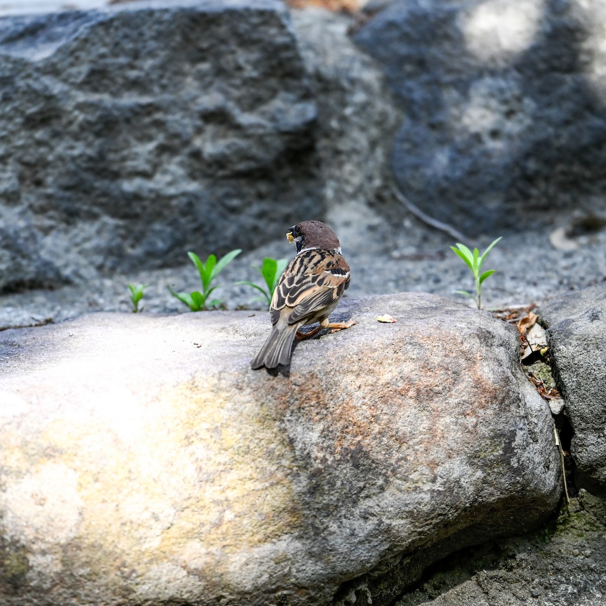 Eurasian Tree Sparrow - David Govoni