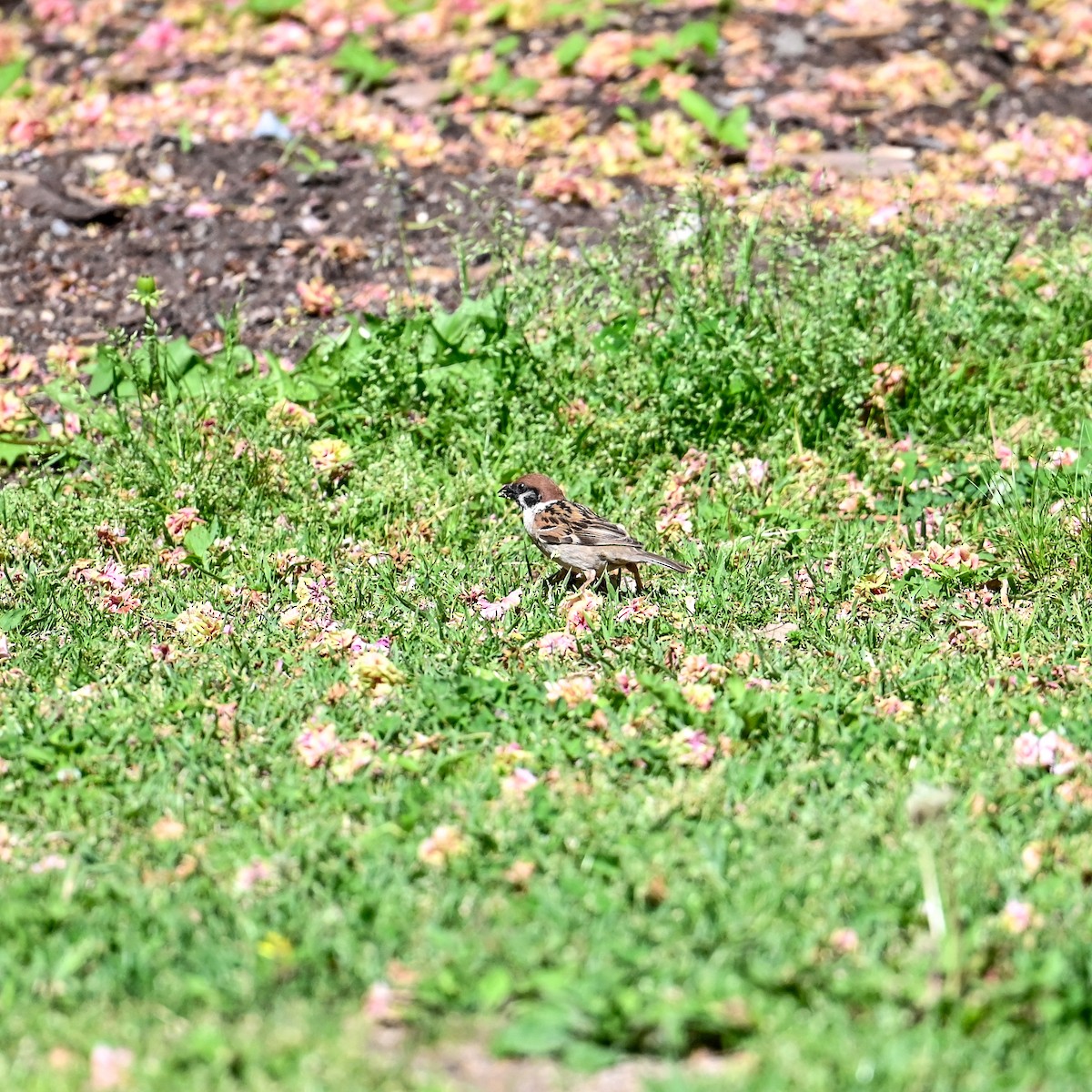 Eurasian Tree Sparrow - ML620717678