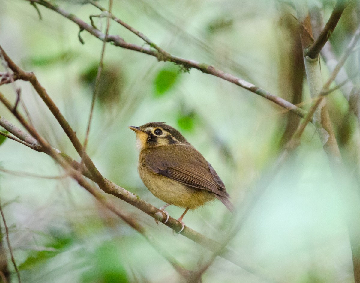 White-throated Spadebill - ML620717681