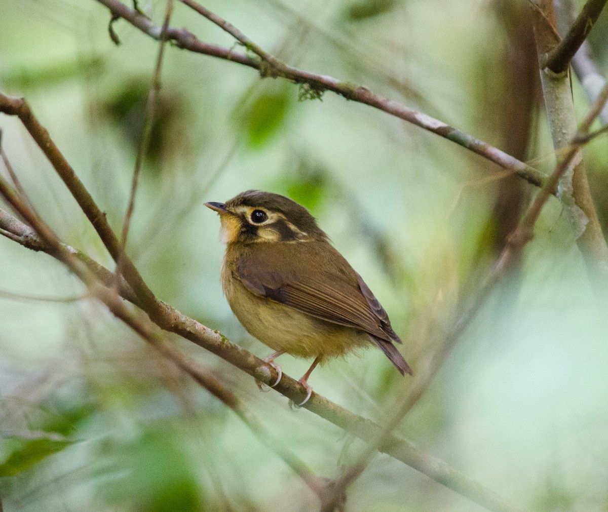 White-throated Spadebill - ML620717685