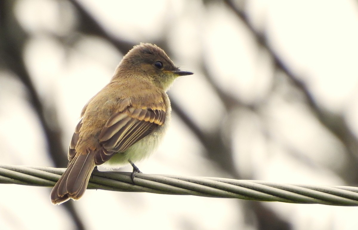 Alder Flycatcher - ML620717687