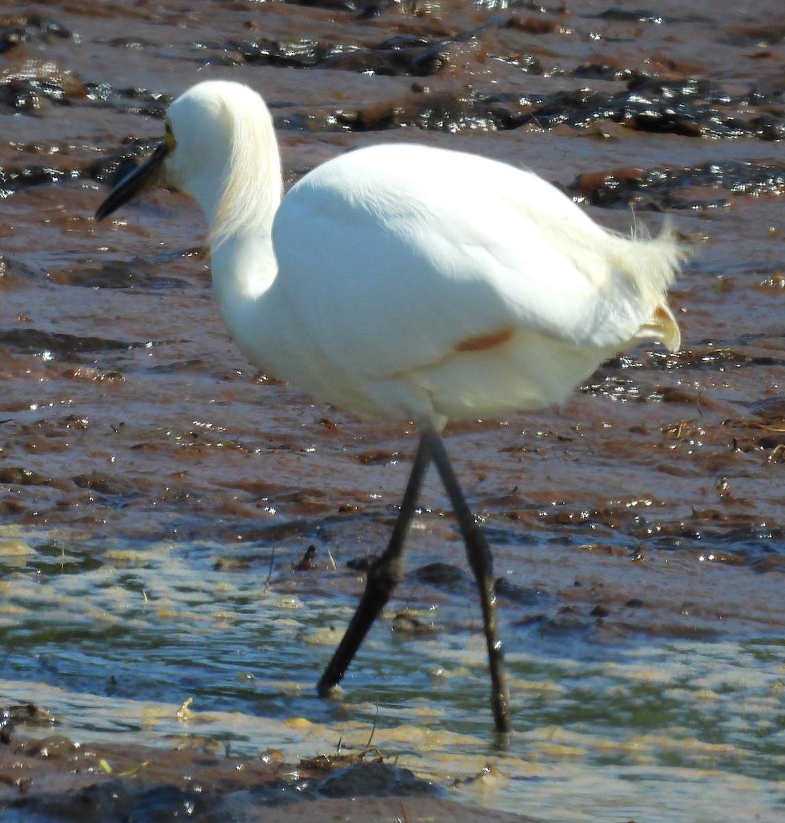 Snowy Egret - ML620717694