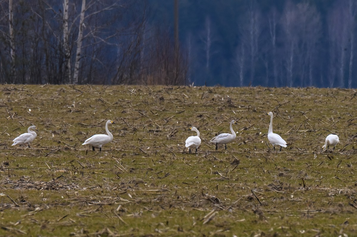 Tundra Swan - ML620717701