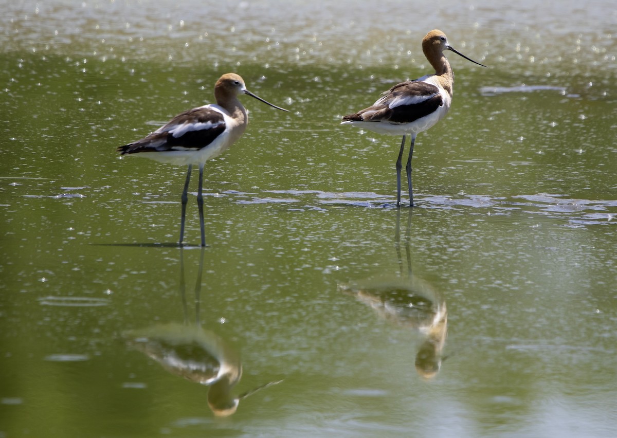 American Avocet - Rene Reyes