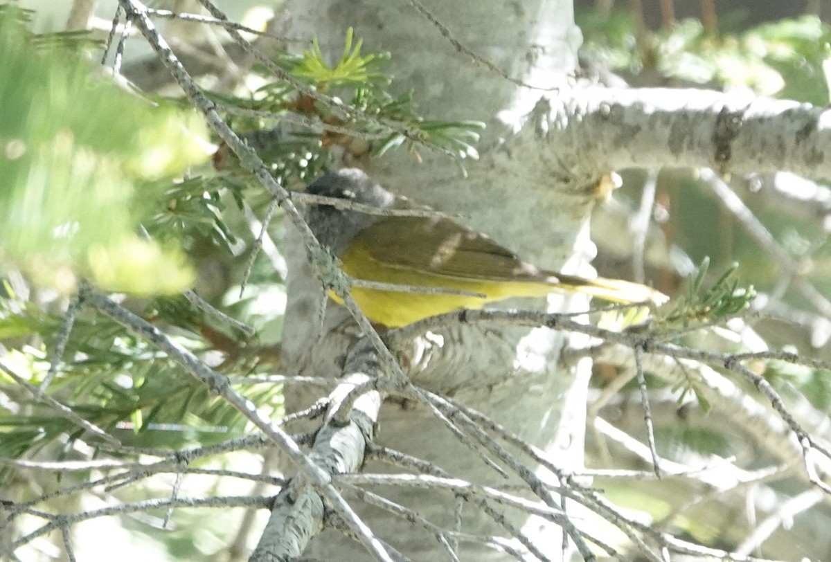 MacGillivray's Warbler - ML620717724